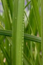 Sweet flag Acorus calamus, fringed leaves